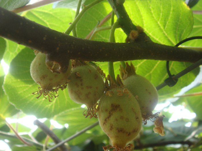 제시골드의 증상에 대하여...
